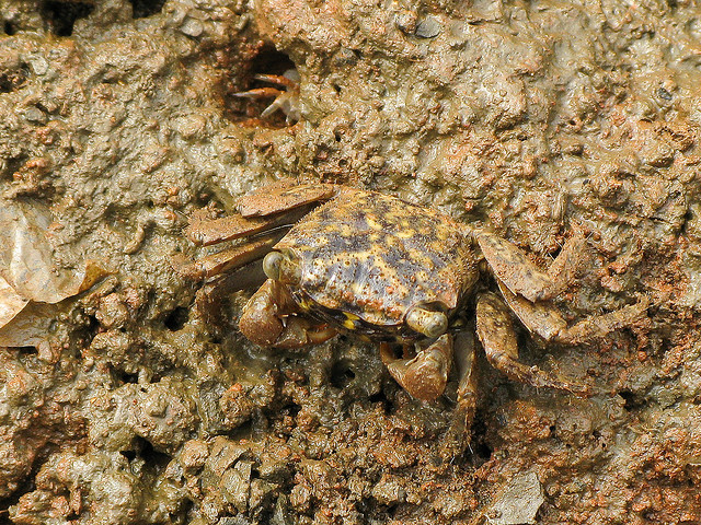 Camouflage