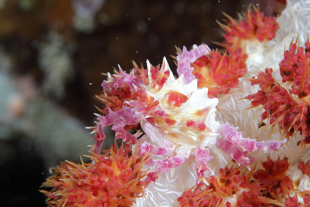Soft Coral Crab