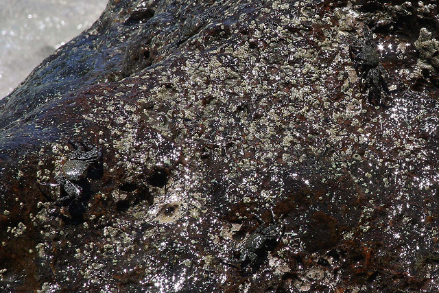 find the crab