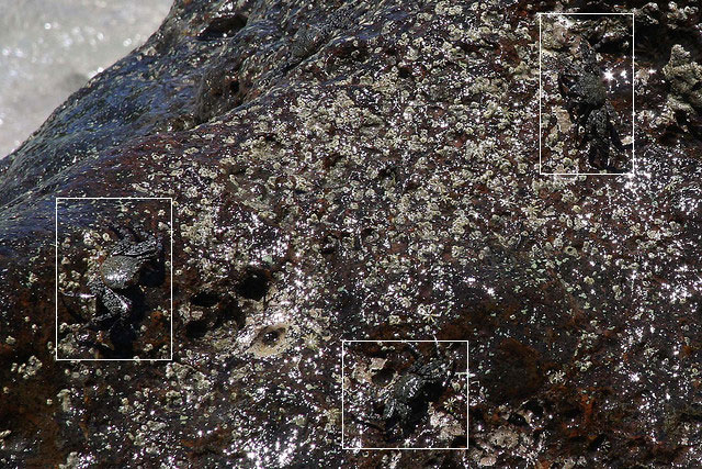 Camouflage Crabs