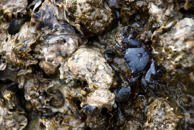 Camouflage #2