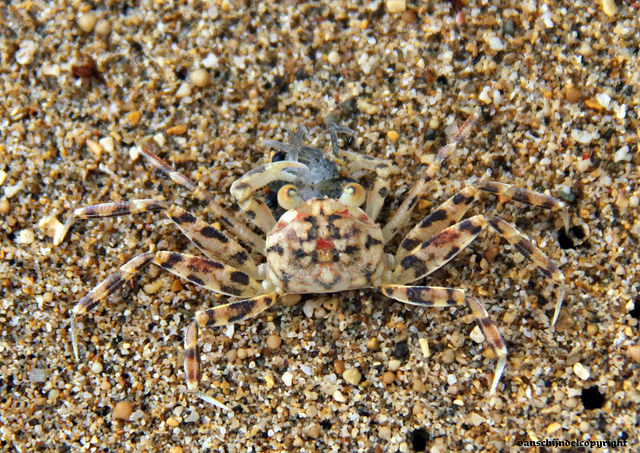 Bali Sanur - Camouflage