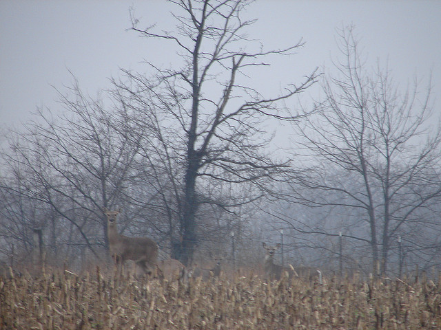 Camouflaged deer