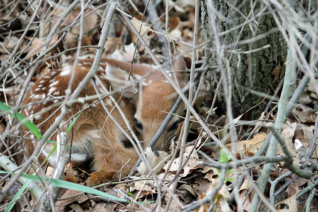 Fawn, waiting for mama's return