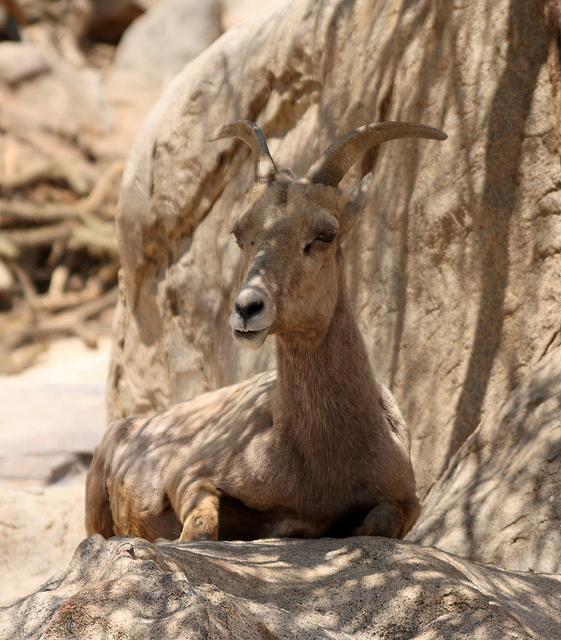 Camouflaged deer