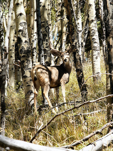 Deer