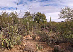 desert