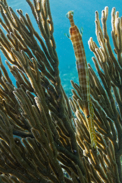 Trumpet Fish