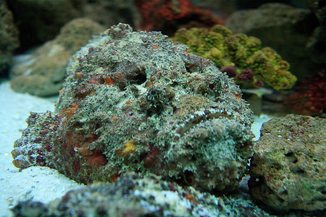 Stonefish