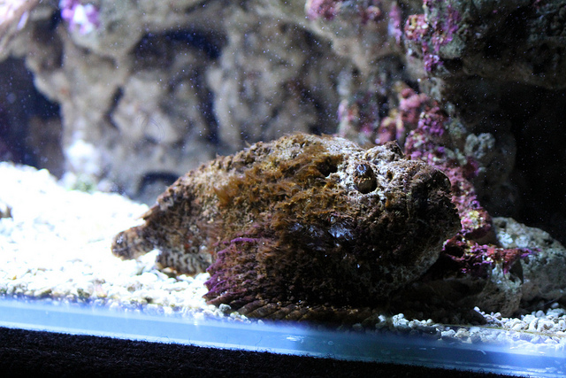 Stonefish