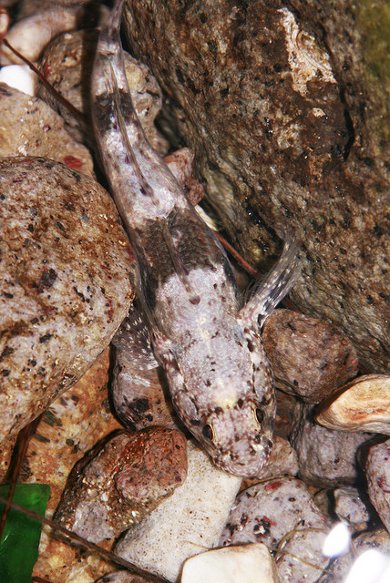 Fish Camouflage