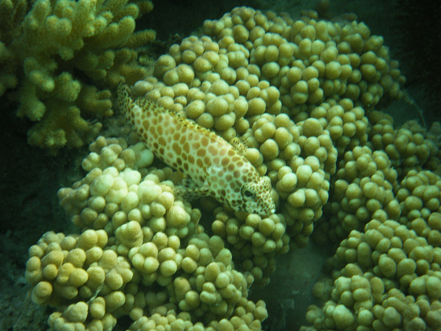 Camouflage