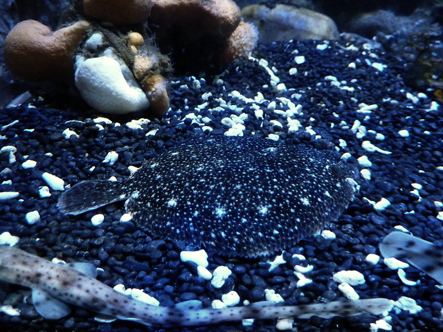 Flatfish