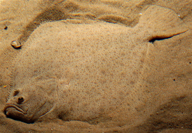 LISBOA AQUARIUM