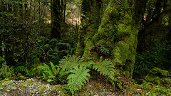 forest