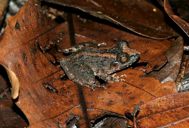 Frog in Leaf Litter