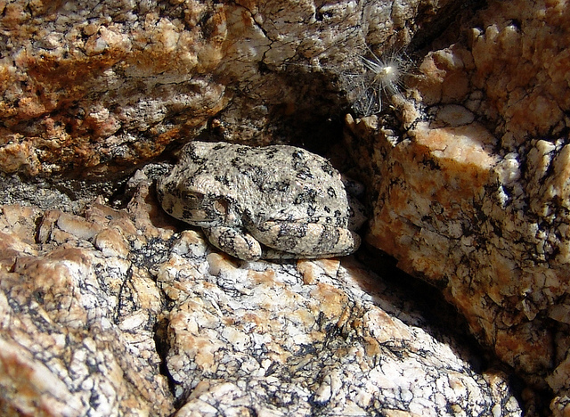 Almost Perfect Camouflage