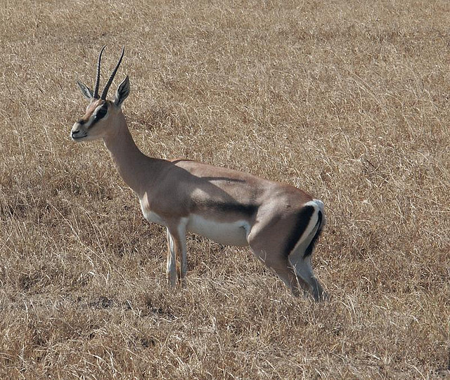 Gazelle