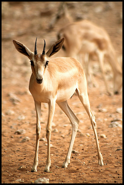 Gazelle