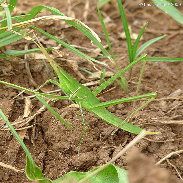 Long-headed toothpick grasshopper