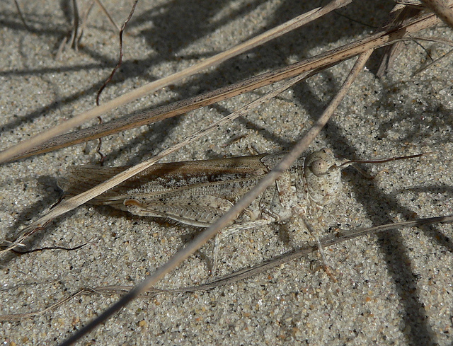 grasshopper