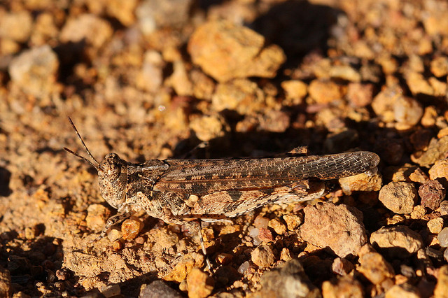 Grasshopper