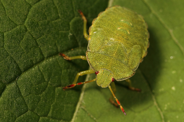 Green shield bug