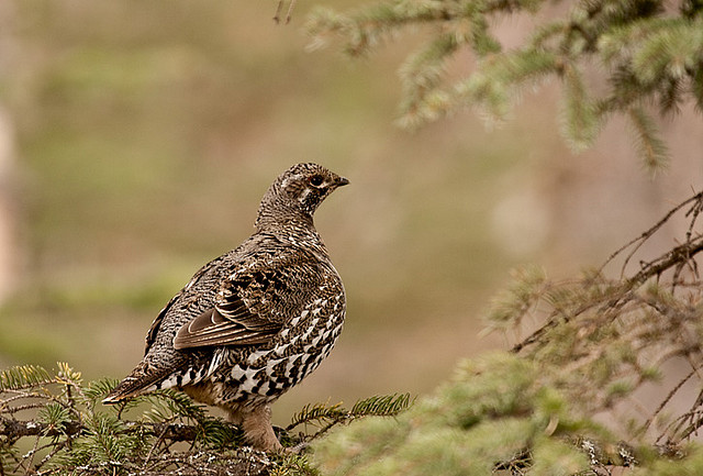 spruce grouse
