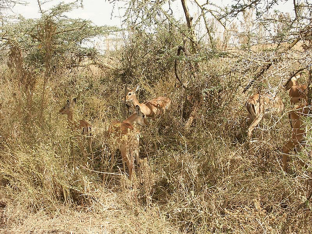 Impala in the bush