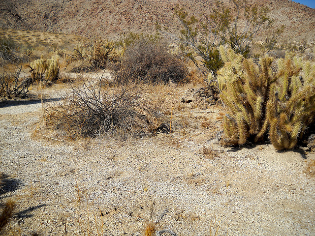 Jackrabbit-AnzaBorrego-111309-1