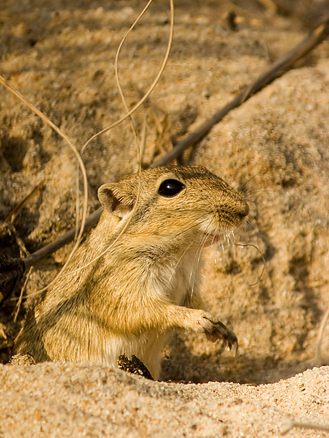 Indian Desert Jird (Meriones hurrianae)