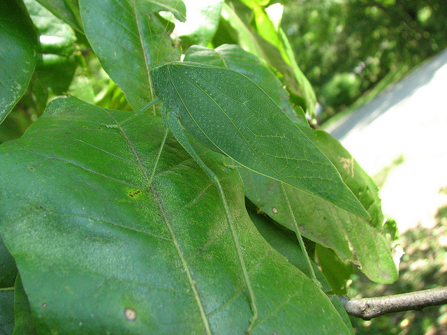 I'm a leaf!
