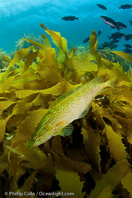kelpfish