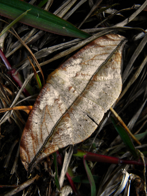 No es una hoja seca / It is not a dry leaf