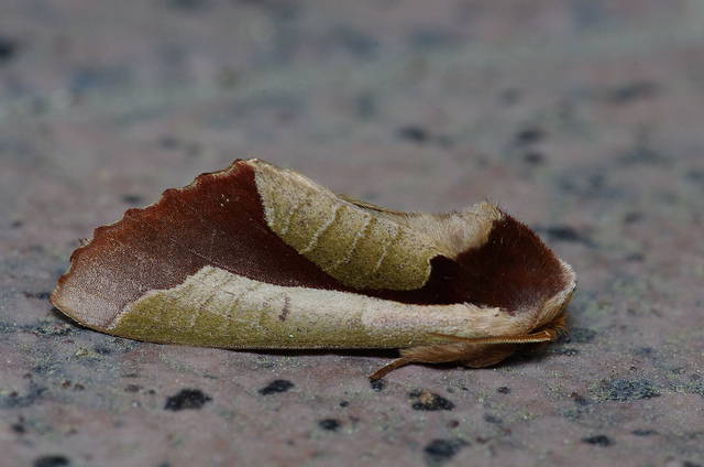 Uropyia meticulodina