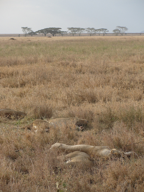 sleeping lions