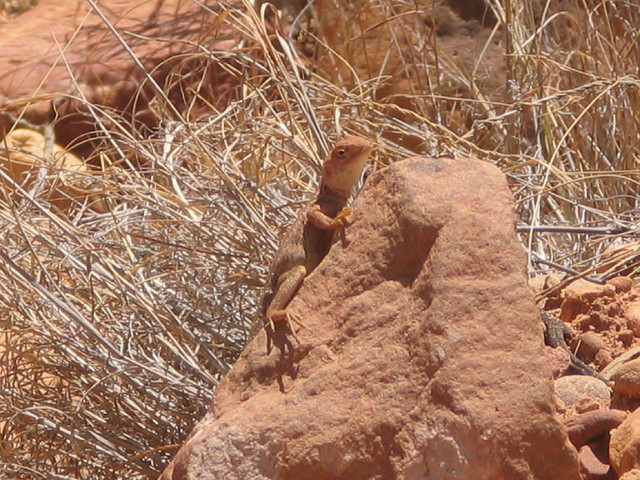 Camouflaged Lizard