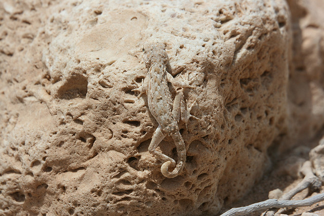 Lizard Camouflage