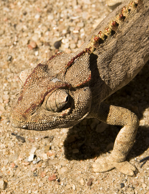 Caméléon sur le sable, Namibia