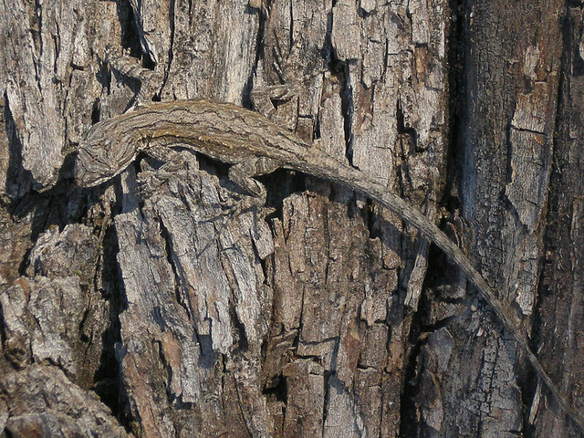 Lizard Bark