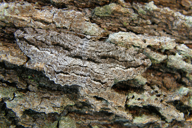 Moth Scioglyptis sp.