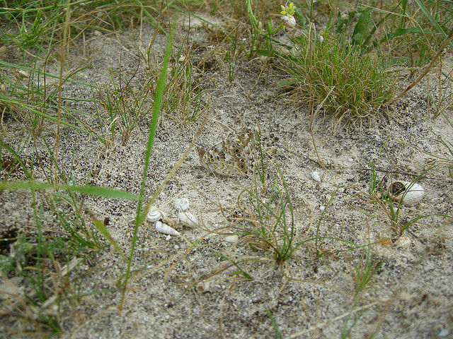 DSC00096