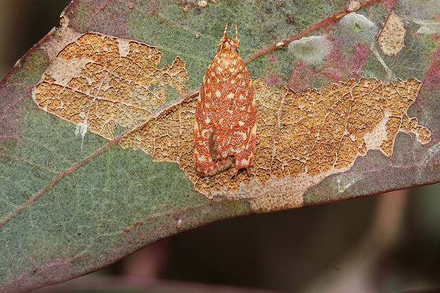 Camoflaged painted lady