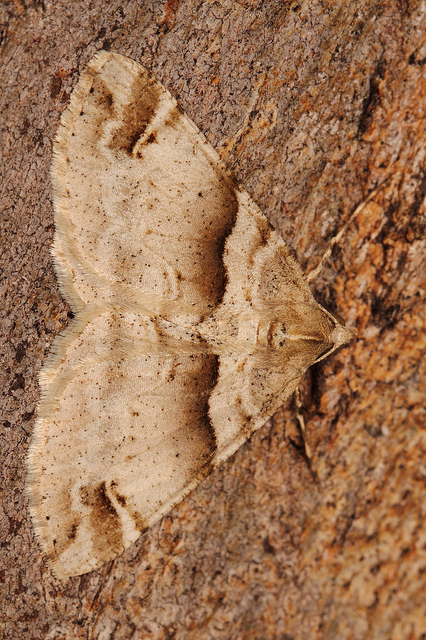Herald moth