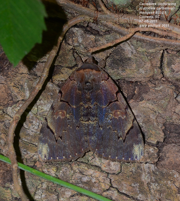 moth on bark