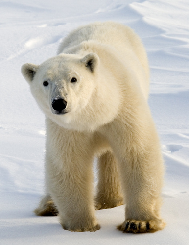 polar bear