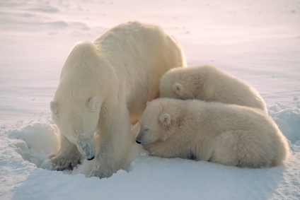 Polar bears