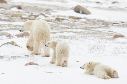 Polar bear on ice floe