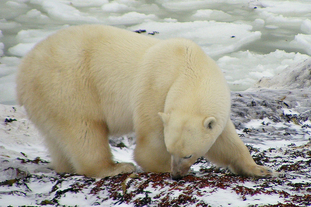 2009:  Sleeping bear