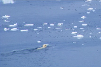 Polar Bear and Ice Bergs